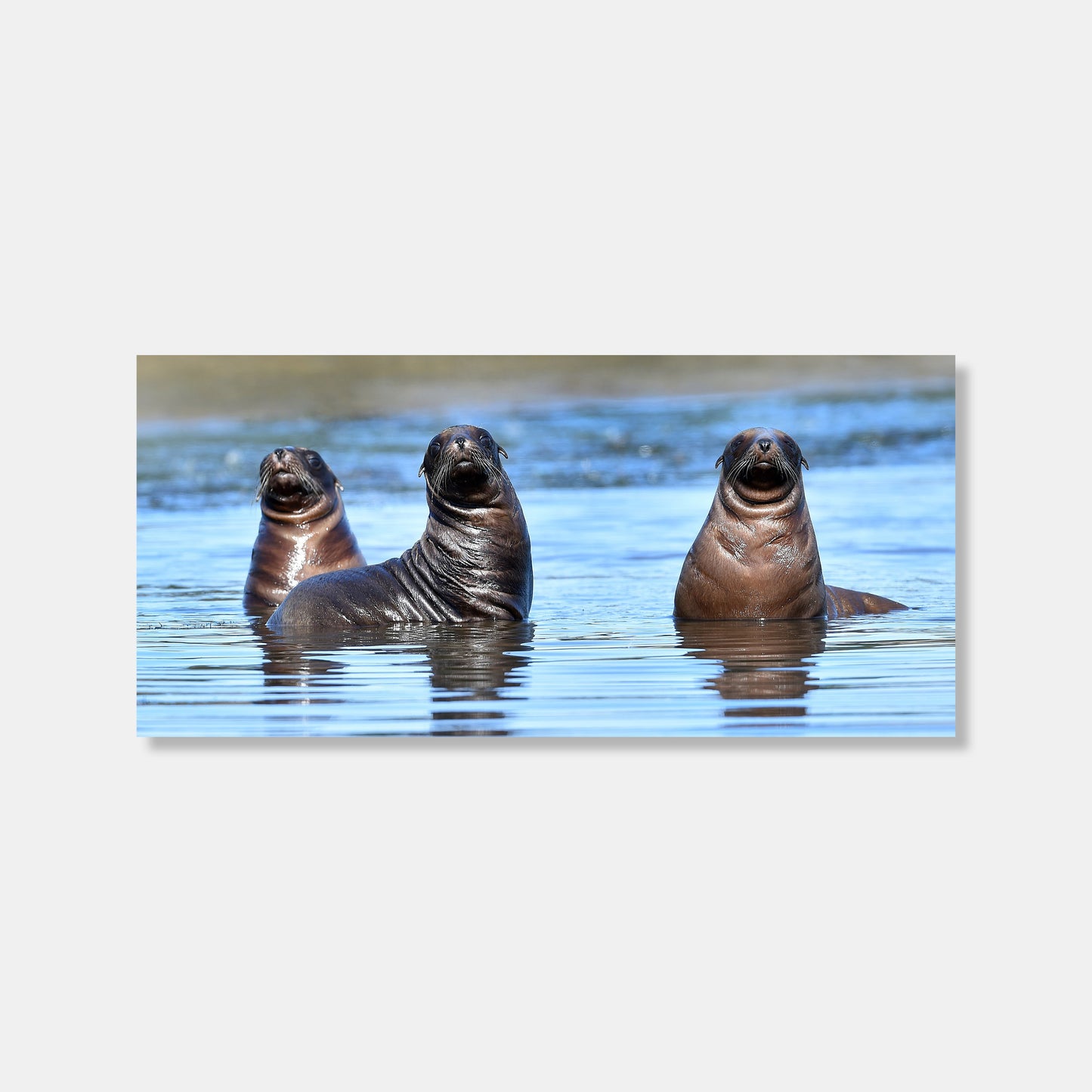 Sea Lion Pups Photo Print