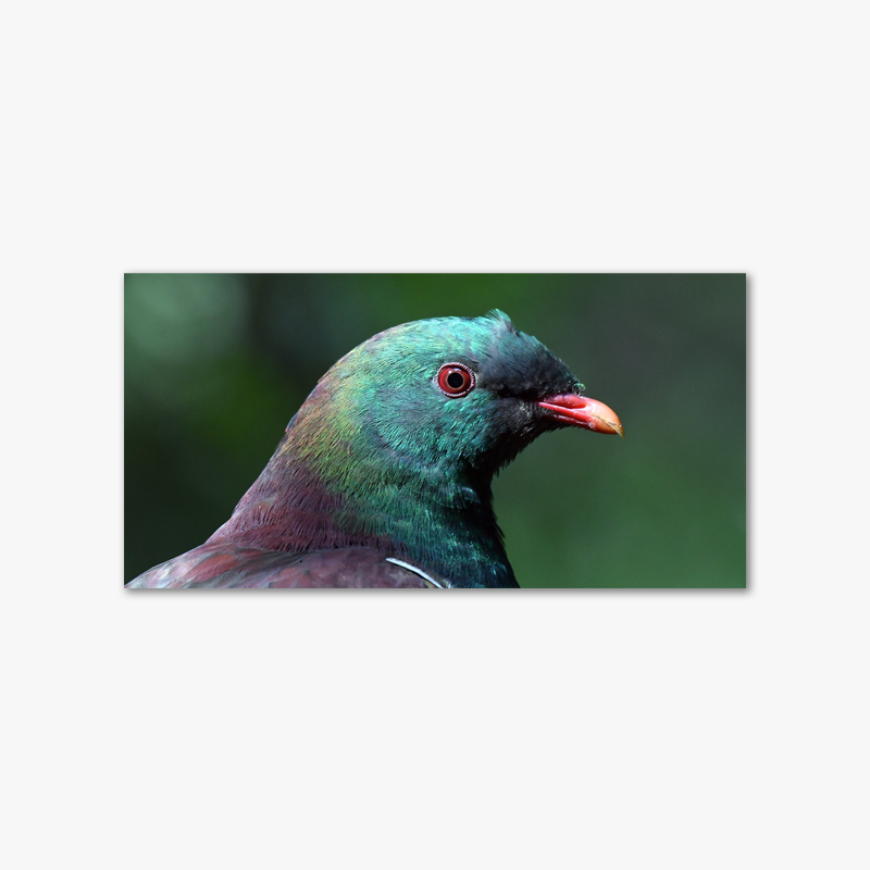 Kereru - Stephen Jaquiery