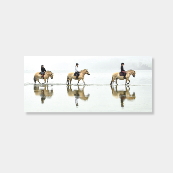 Norwegian Fjord horses wade through Back Bay at Warrington photo print