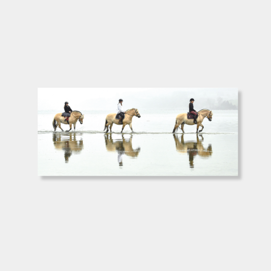 Norwegian Fjord horses wade through Back Bay at Warrington photo print