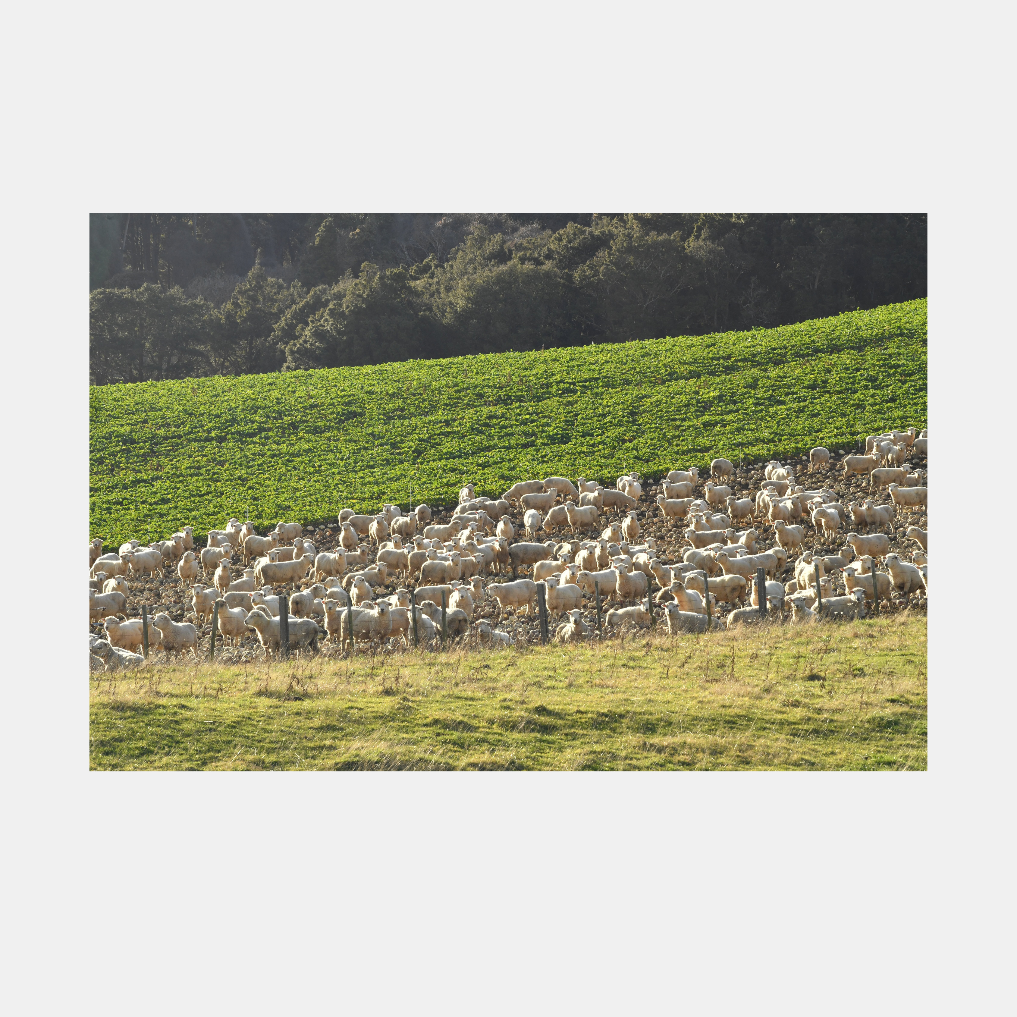 Ahuriri flat Sheep Photo Print