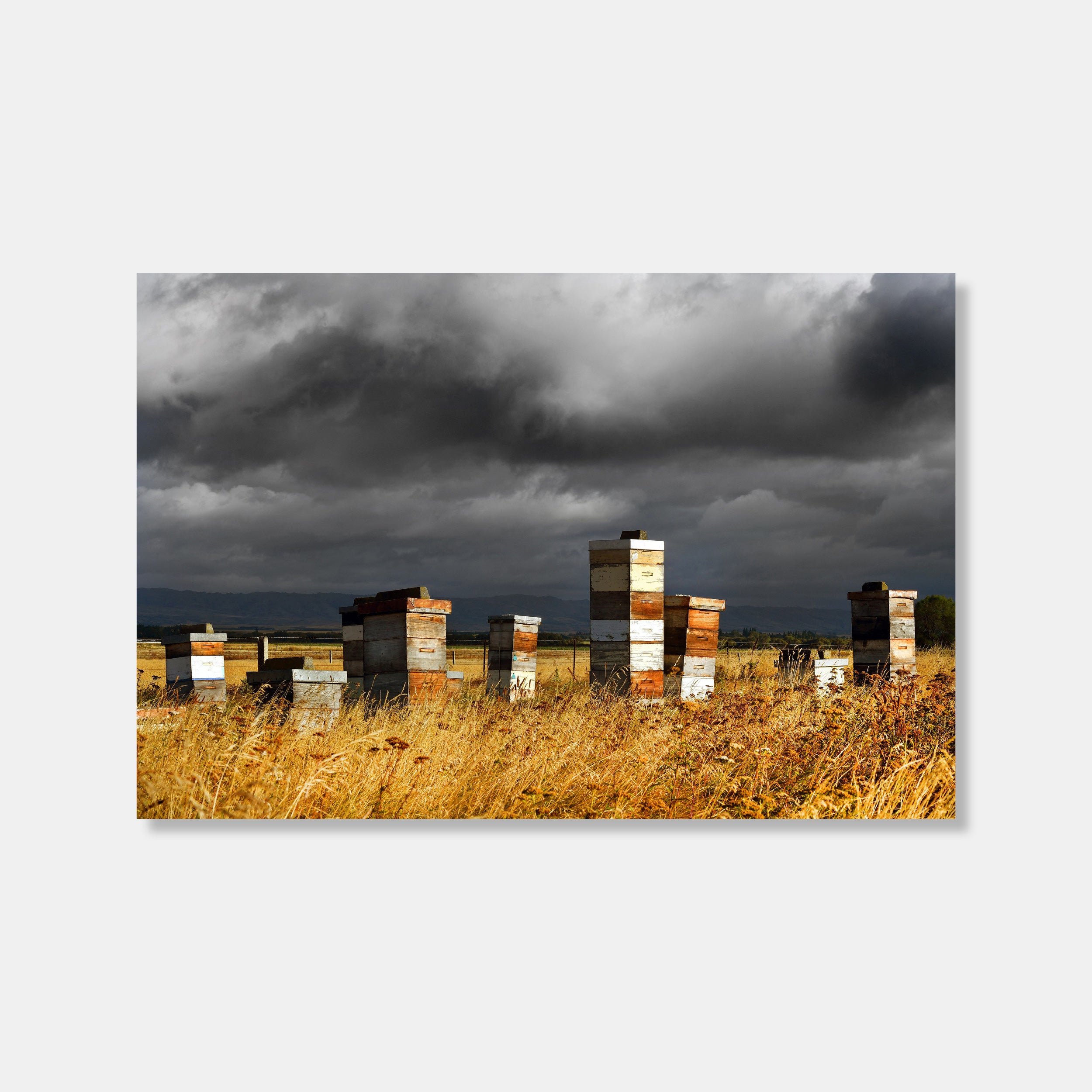 Bee Hives Photo Print