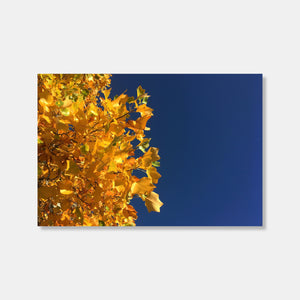 Autumn Photo Print