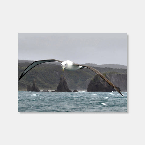 Bullers Albatross Photo Print