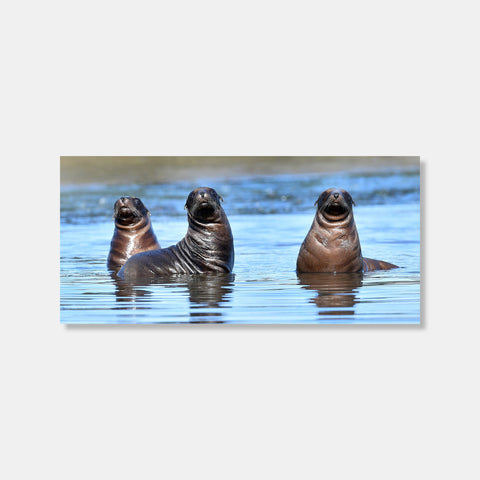 Sea Lion Pups Photo Print