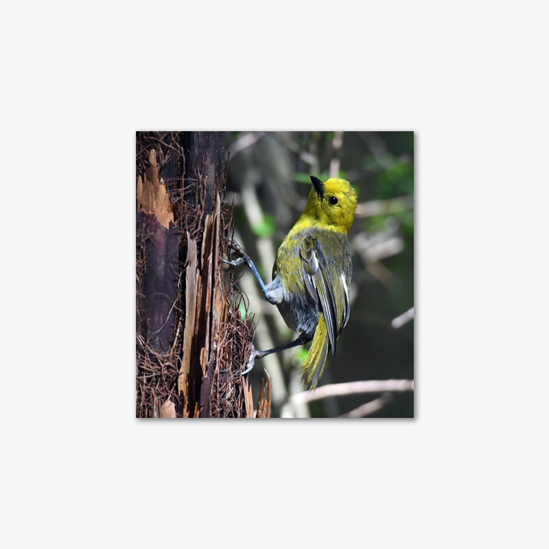 Mohua - Stephen Jaquiery