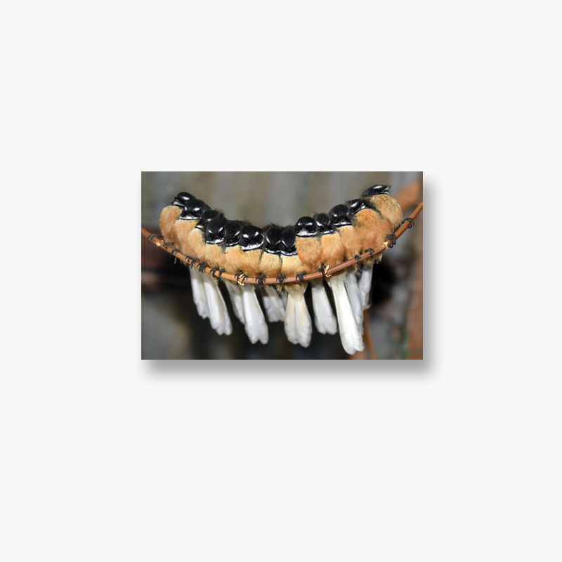 Stephen Jaquiery's "Fantails" Photo Prints