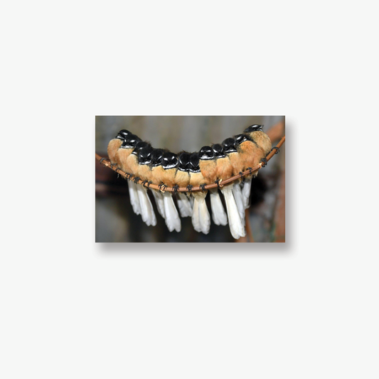 Stephen Jaquiery's "Fantails" Photo Prints